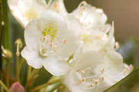 White Rhododendron