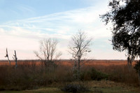 Morning at Payne's Prairie