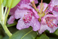 Morning rain Rhododendron