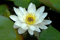 Fragrant water lily