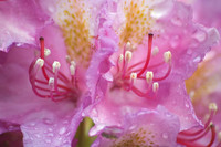 Closeup pink Rhododendron