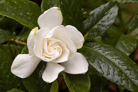 Gardenia