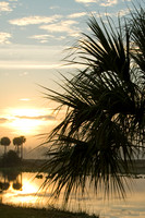 Palm sunrise