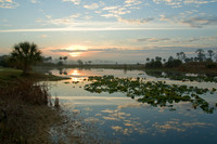 Sunrise Lilies at the WMA