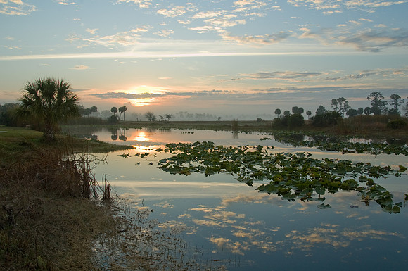 Sunrise Lilies at the WMA