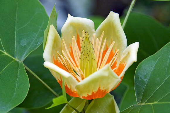 Flower of the Tulip Poplar