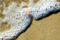 Florida shorelines