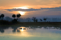 Palm Sunrise Reflection