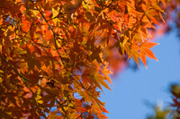 fall leaves at Stone Mountain