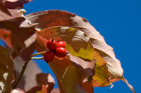 Dogwood fruit