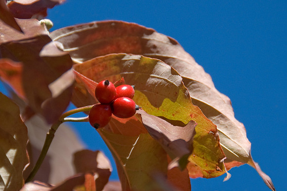 Dogwood fruit