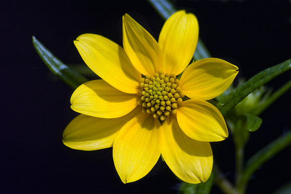 Stone Mountain Yellow Daisy