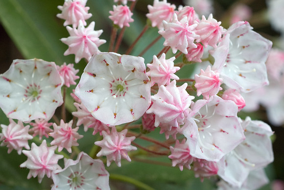 Mountain laurel