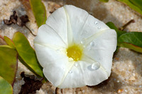 Georgia Wildflowers