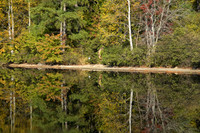 Mirror image