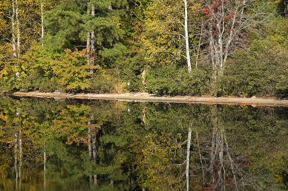 Mirror image