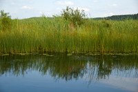 Michigan marsh