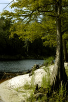 Cypress Tree on the Suwannee River