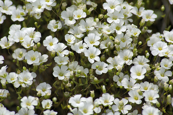 Arenaria uniflora