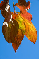 Dogwood fall leaves