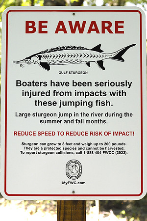 Sturgeon warning