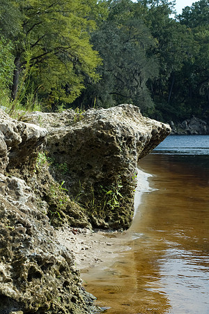 Limestone outcrop along the Suwannee River