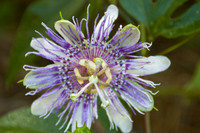 Passion flower