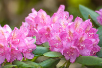 Cluster of pink Rhododendron