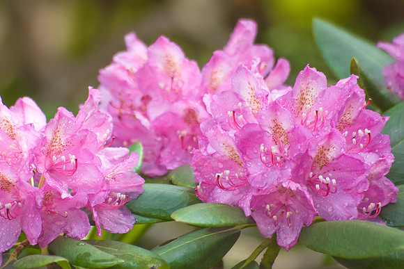 Cluster of pink Rhododendron