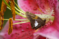 Silver spotted skipper