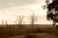 Sepia of Paynes Prairie
