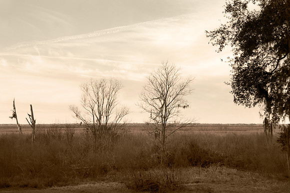 Sepia of Paynes Prairie