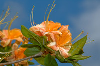 Flame Azalea