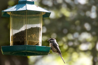 High Cove porch visitor