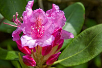 Pink Rhododendron