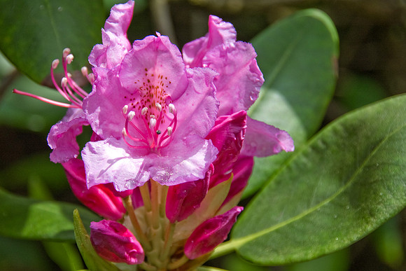Pink Rhododendron