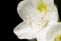 White Rhododendron