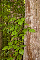 Poison Ivy