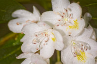 White Rhododendron