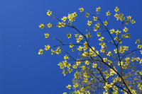 Flowering dogwood