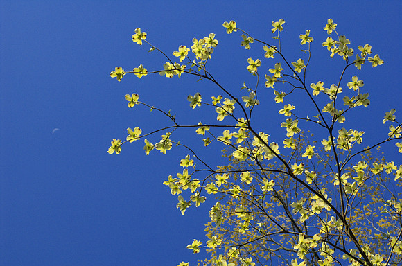 Flowering dogwood