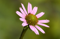 Tennessee purple coneflower