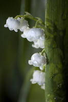 Lily of the Valley