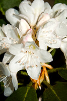 White blossoms Rhododendron