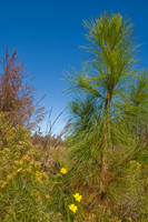 Young pine