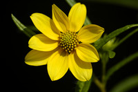 Confederate Daisy