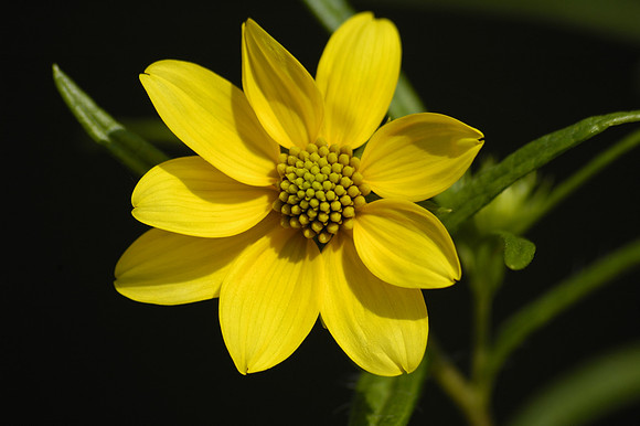 Confederate Daisy