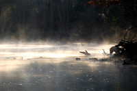 Winter mist in Florida