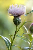 Solitary thistle