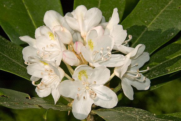 White Rhododendron cluster